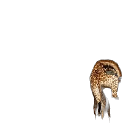 animal, hair, creature, dragon transparent PNG cut-out