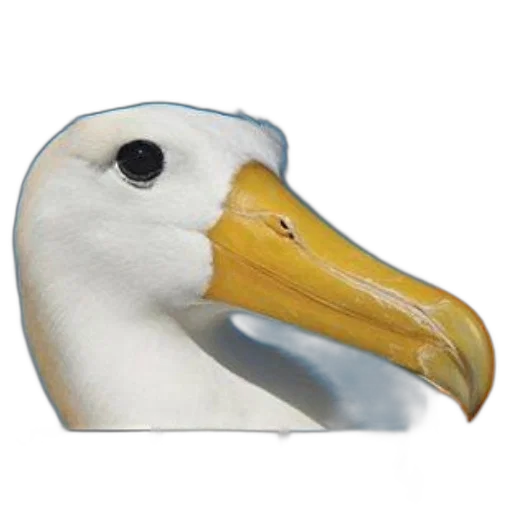 animal, mask, face, creature transparent PNG cut-out