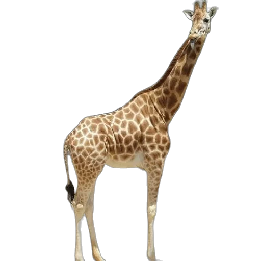 animal, creature, staff, dress transparent PNG cut-out