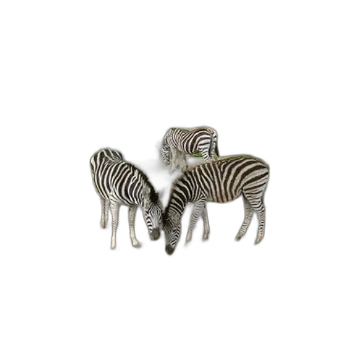 animal, jewelry, furniture, creature transparent PNG cut-out