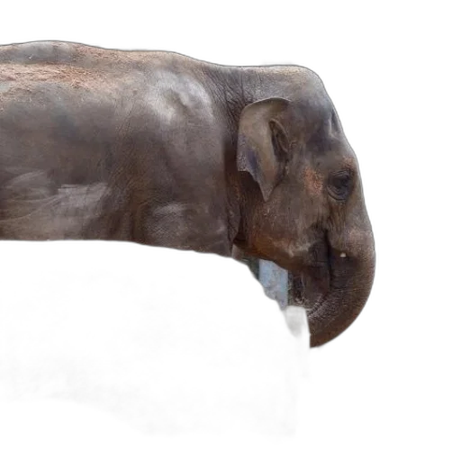 animal, creature, staff, face transparent PNG cut-out