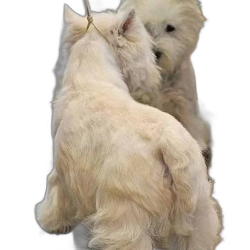 animal, hair, staff, creature transparent PNG cut-out