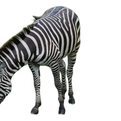 animal, creature, hat, staff transparent PNG cut-out