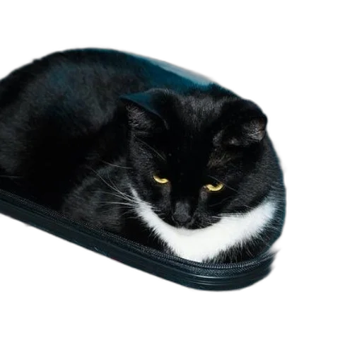 shoes, hat, animal, black transparent PNG cut-out