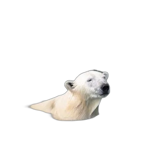 animal, creature, hair, staff transparent PNG cut-out