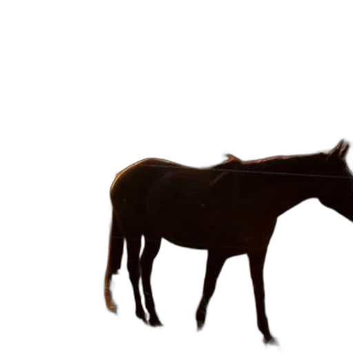 animal, creature, crown, hat transparent PNG cut-out