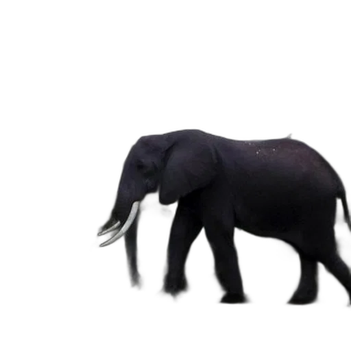 animal, creature, weapon, hat transparent PNG cut-out