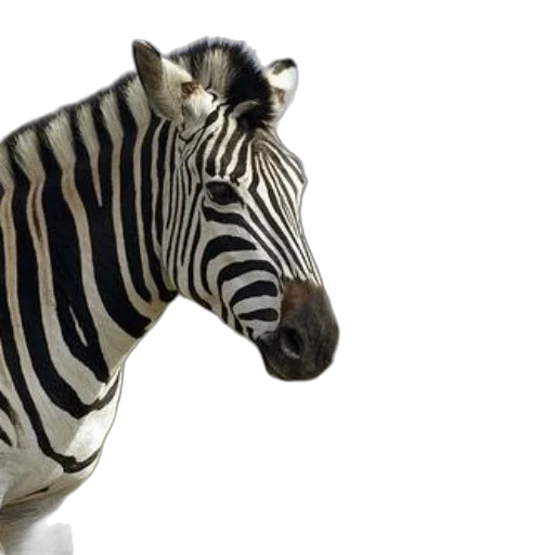 animal, creature, photorealistic, 3d render transparent PNG cut-out