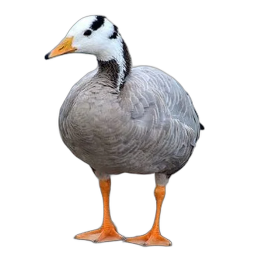 animal, creature, jacket, food transparent PNG cut-out