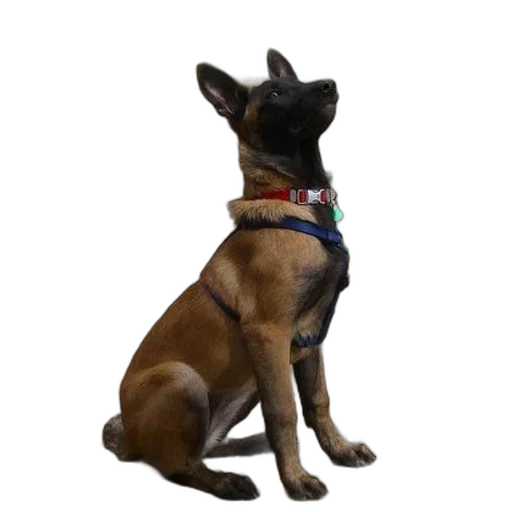 staff, animal, creature, 3d render transparent PNG cut-out
