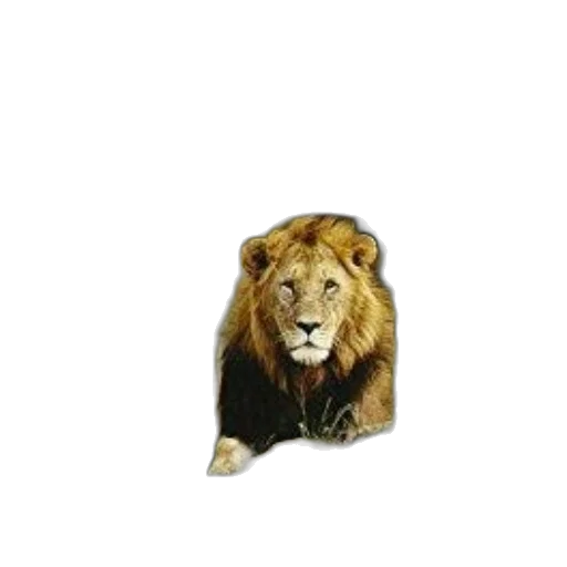 animal, crown, jewelry, staff transparent PNG cut-out