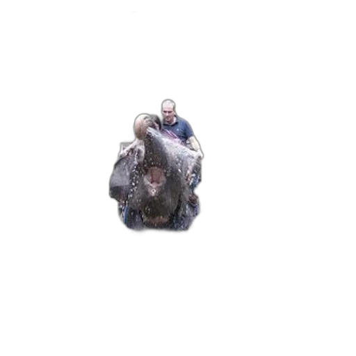 animal, creature, jacket, dragon transparent PNG cut-out