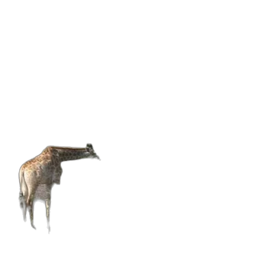 animal, creature, dragon, hair transparent PNG cut-out