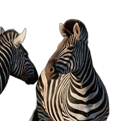animal, 3d render, photorealistic, concept art transparent PNG cut-out