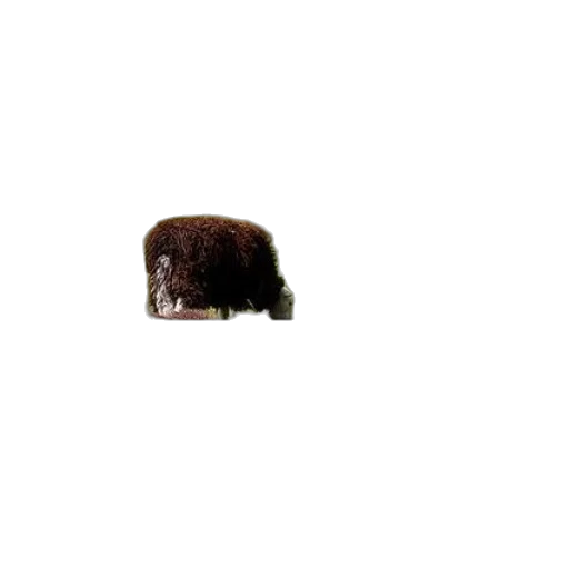 hat, hair, animal, crown transparent PNG cut-out