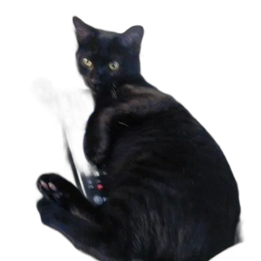 animal, creature, staff, dragon transparent PNG cut-out