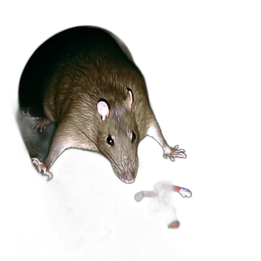 animal, creature, food, weapon transparent PNG cut-out
