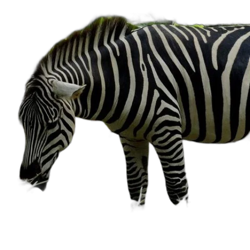 animal, creature, food, weapon transparent PNG cut-out