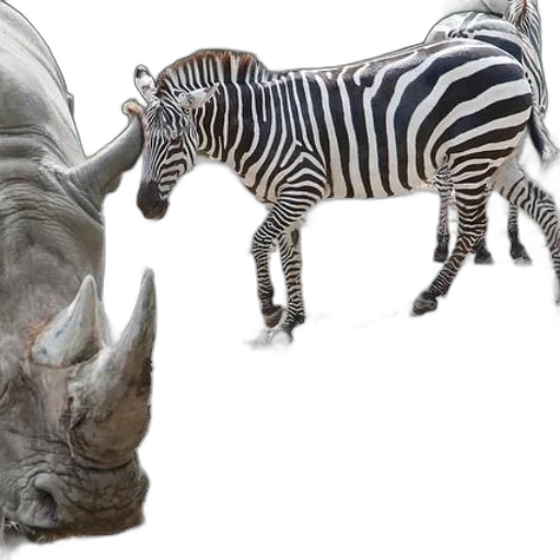 animal, creature, photorealistic, concept art transparent PNG cut-out