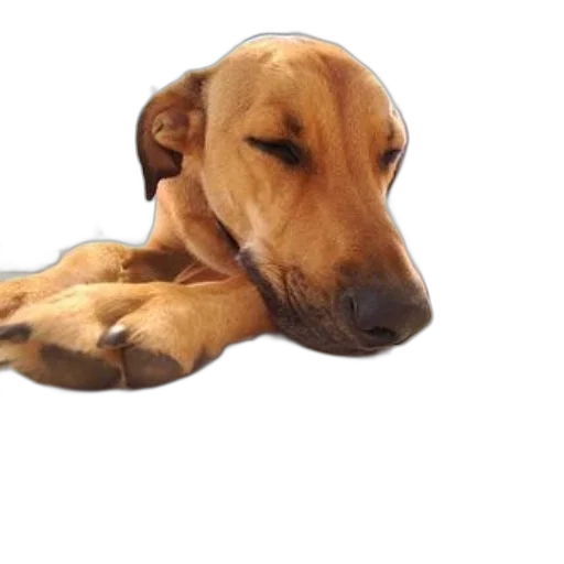 animal, staff, creature, face transparent PNG cut-out