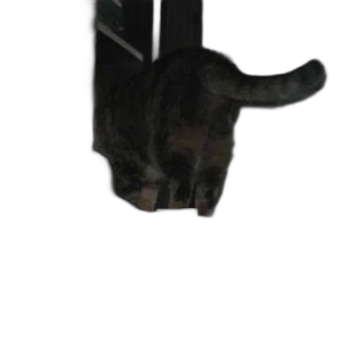 staff, jewelry, weapon, animal transparent PNG cut-out
