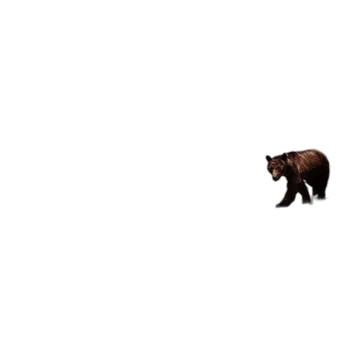 animal, creature, furniture, weapon transparent PNG cut-out