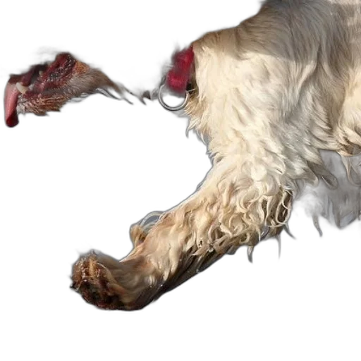 animal, food, weapon, creature transparent PNG cut-out