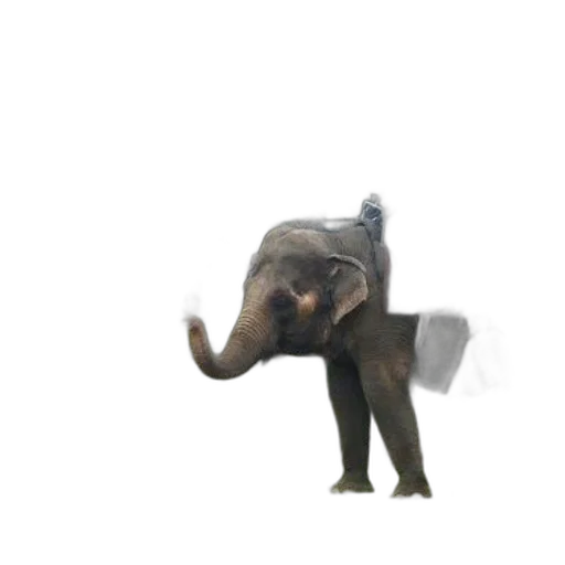 animal, creature, hat, staff transparent PNG cut-out