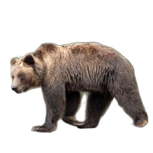 animal, creature, staff, face transparent PNG cut-out