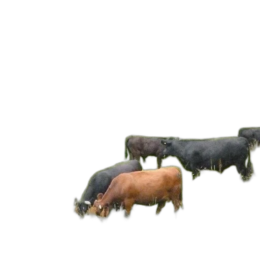 animal, creature, furniture, hair transparent PNG cut-out