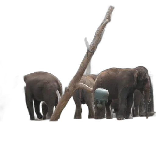 animal, staff, concept art, 3d render transparent PNG cut-out