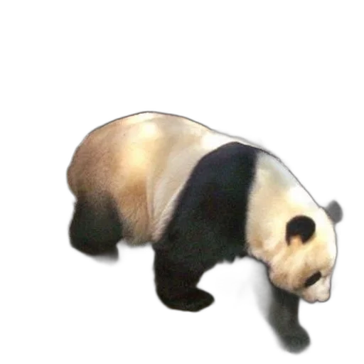 animal, creature, staff, food transparent PNG cut-out