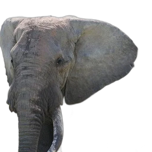 animal, creature, hat, face transparent PNG cut-out