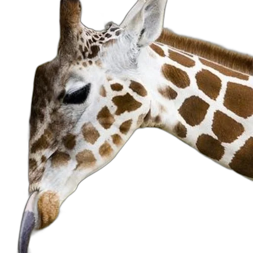 animal, creature, staff, mask transparent PNG cut-out