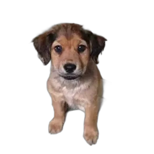 animal, staff, creature, face transparent PNG cut-out