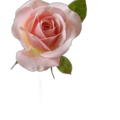 flower, staff, jewelry, crown transparent PNG cut-out