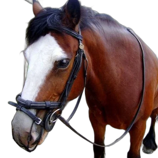 animal, staff, hat, jewelry transparent PNG cut-out