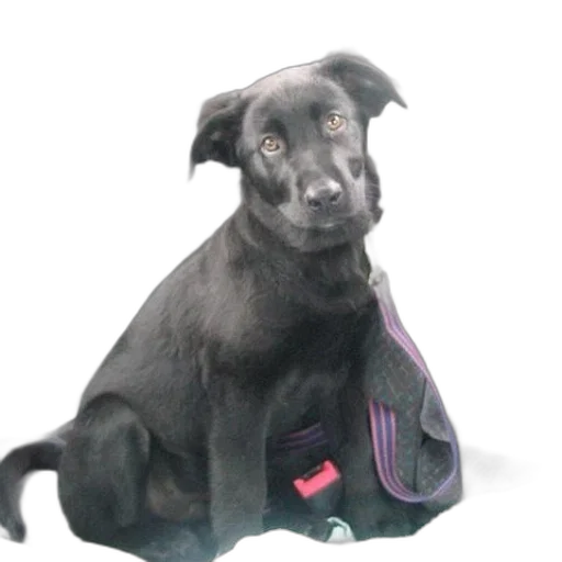 staff, animal, creature, photorealistic transparent PNG cut-out