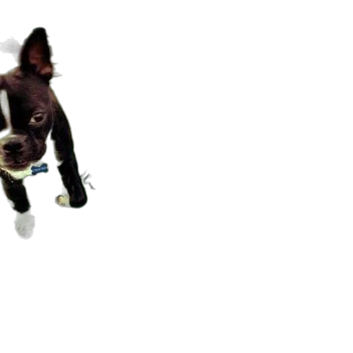 staff, hat, creature, animal transparent PNG cut-out