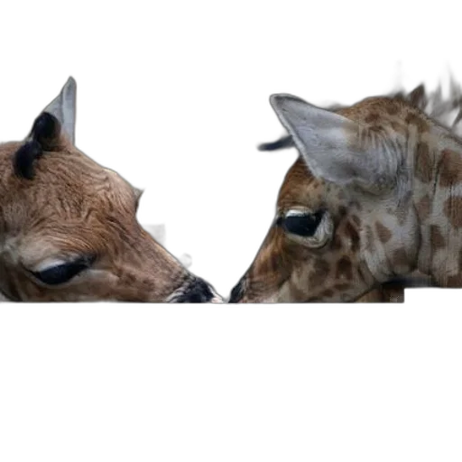 animal, mask, creature, face transparent PNG cut-out