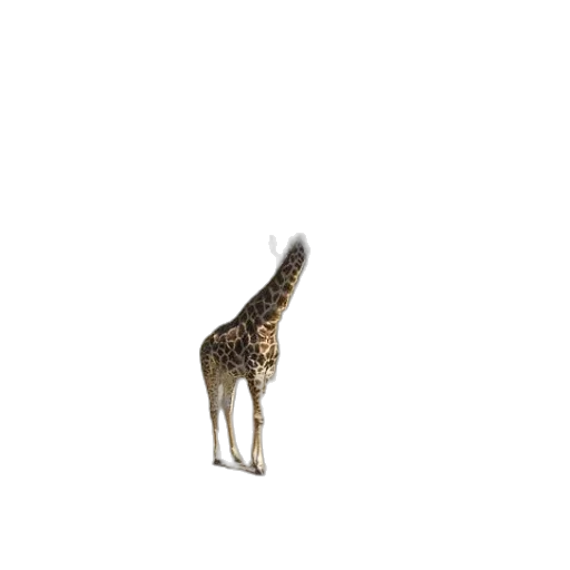 animal, creature, staff, hat transparent PNG cut-out