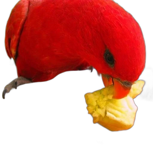 animal, food, mask, hat transparent PNG cut-out