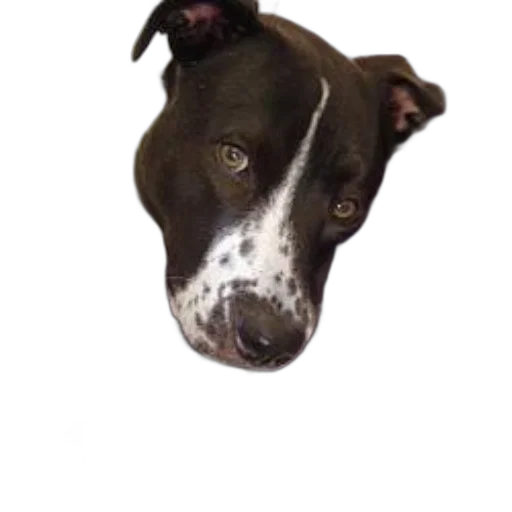 animal, face, staff, creature transparent PNG cut-out