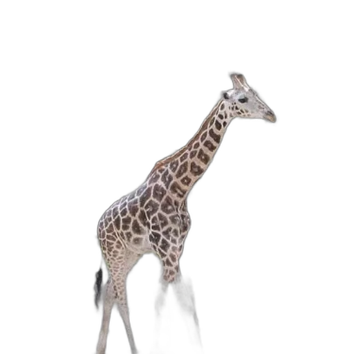 animal, creature, staff, hat transparent PNG cut-out