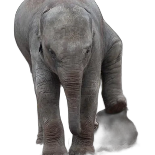 animal, creature, staff, weapon transparent PNG cut-out