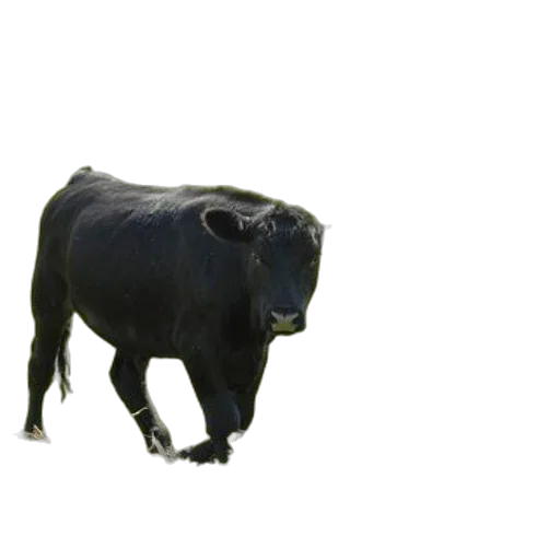 animal, creature, food, mask transparent PNG cut-out