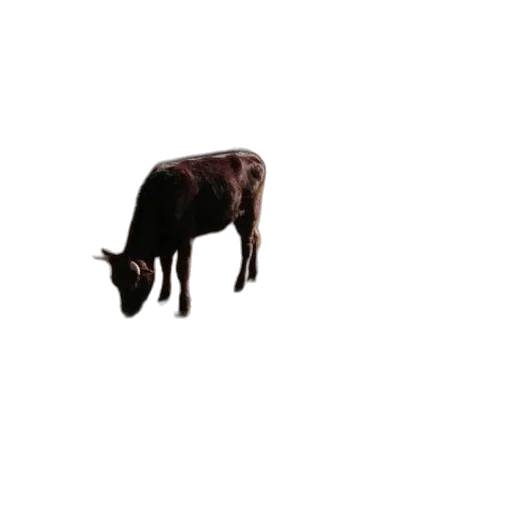 animal, creature, food, weapon transparent PNG cut-out