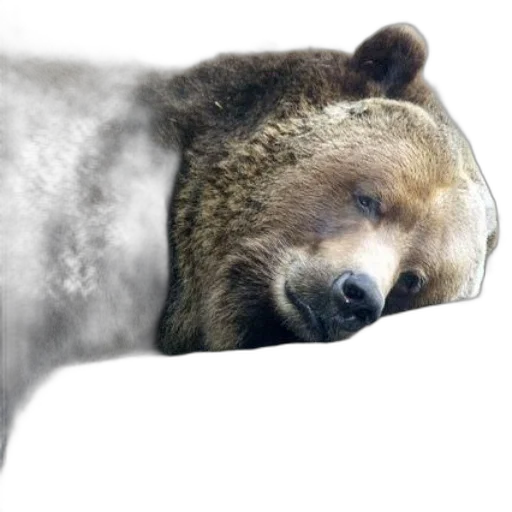 animal, creature, face, staff transparent PNG cut-out