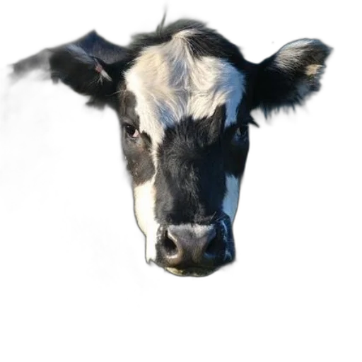 animal, face, mask, creature transparent PNG cut-out