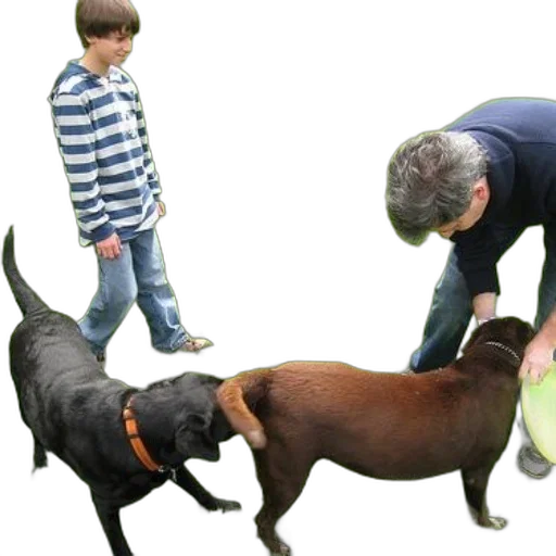animal, creature, staff, photorealistic transparent PNG cut-out